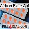 African Black Ant 27